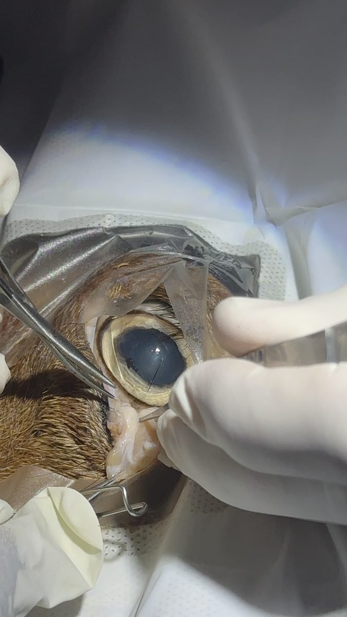Gloved hands holding an animal eye under lamp light during laboratory dissection
