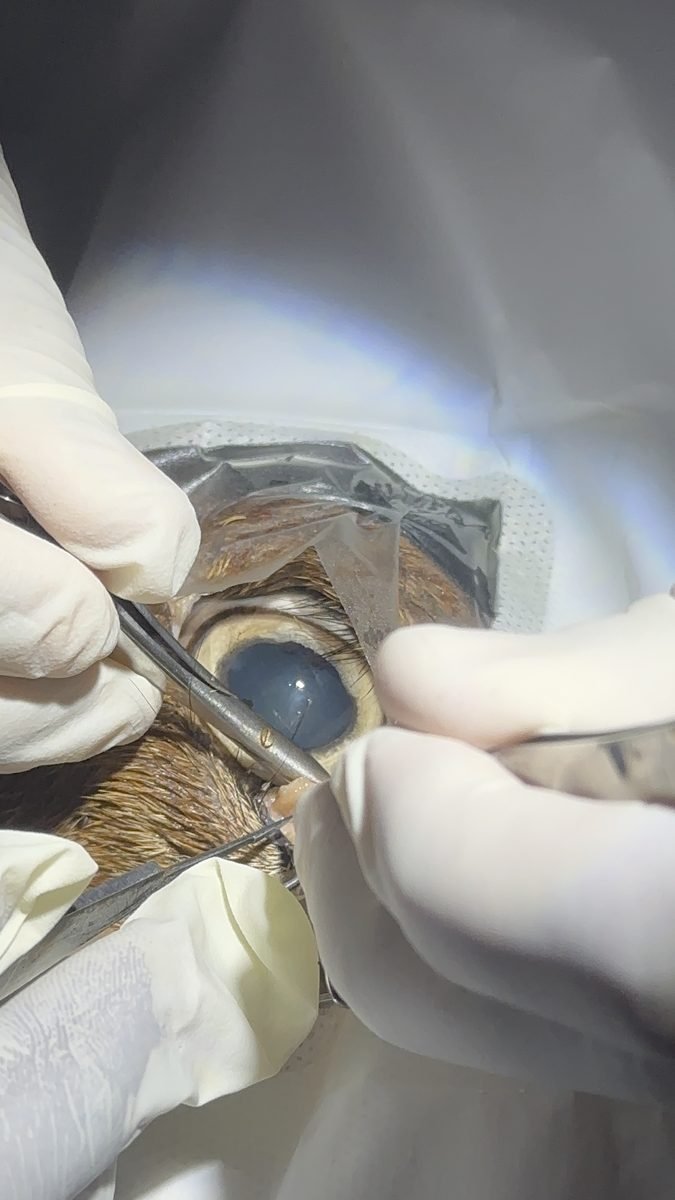 Laboratory dissection of an animal eye with instruments