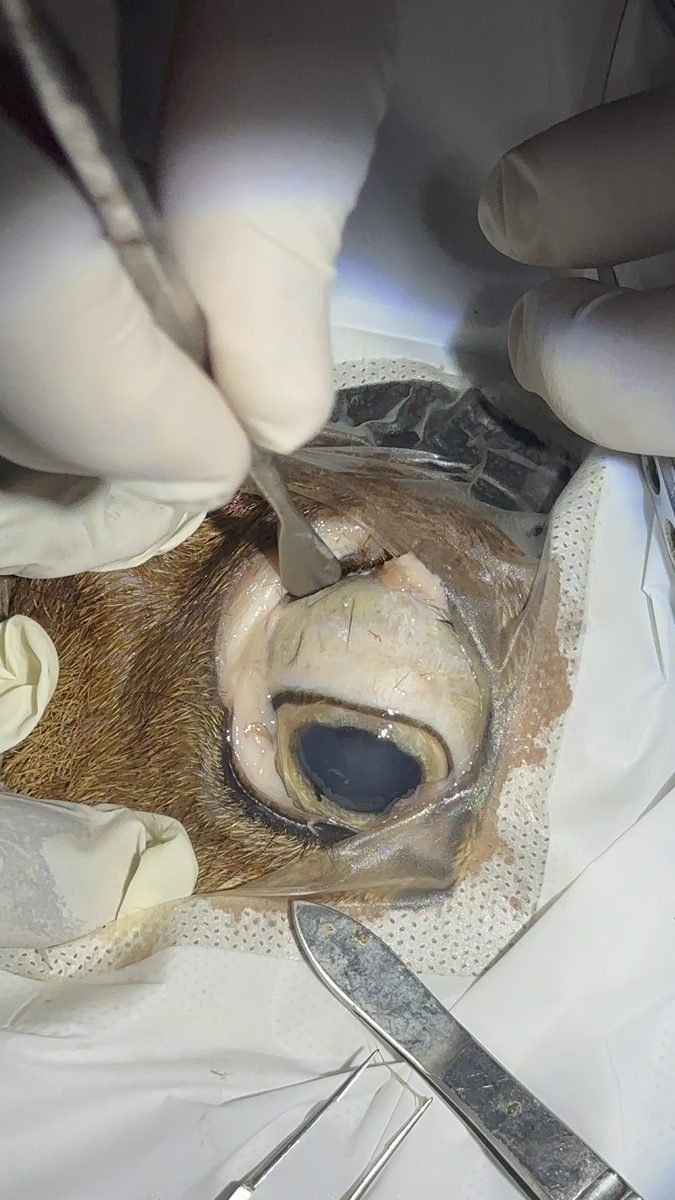Animal eye on the bench during laboratory work
