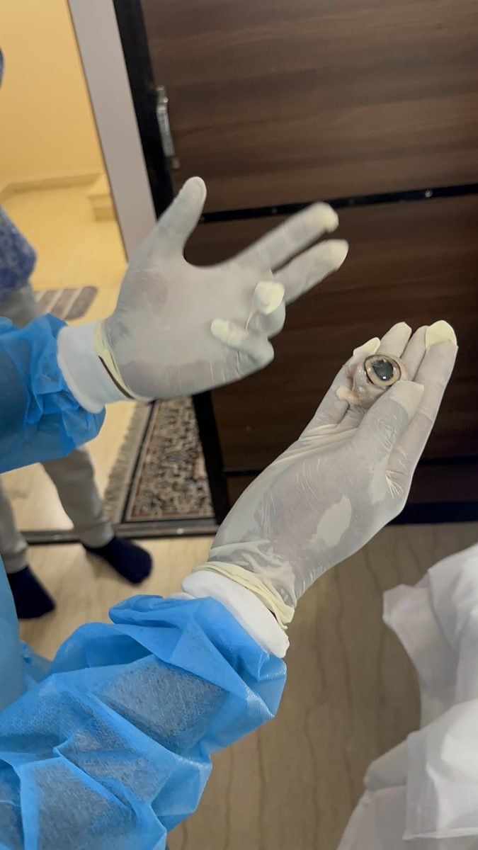 Gloved hands holding a small specimen in the laboratory
